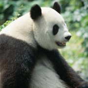 好看的熊猫头像图片(共30张)