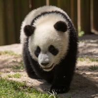 大熊猫头像图片大全(共36张)