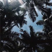 海边风景头像唯美椰子树图片(共18张)