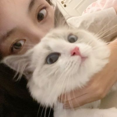 高清温柔漂亮的猫咪头像女生可爱图片(优选34张)