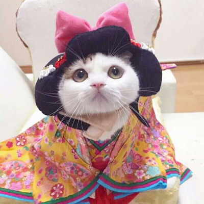 高清温柔漂亮的猫咪头像女生可爱图片(优选34张)