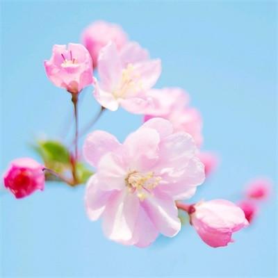 2023女人好运的微信头像(共34张)