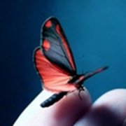 蝴蝶微信头像图片(优选22张)