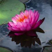 60岁老人女头像(共18张)