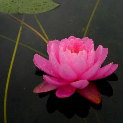 2023年最好运气头像女(优选22张)