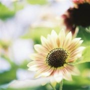 2023年花草微信头像(精选40张)
