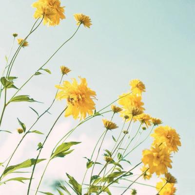 2023带来好运的微信头像花(共22张)