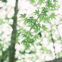 2023带来好运的微信头像花(共22张)