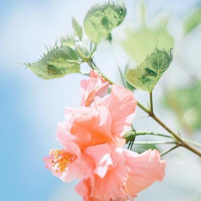 女人招财招桃花运微信头像(16张)