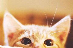超级可爱让人心化的猫咪萌宠头像大全(12张)