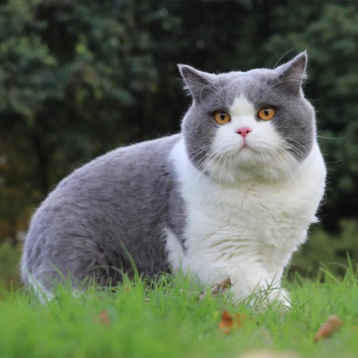 超级可爱让人心化的猫咪萌宠头像大全(12张)