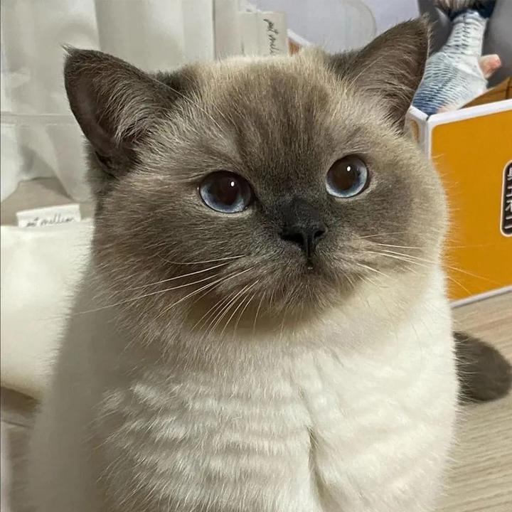 超级可爱让人心化的猫咪萌宠头像大全(12张)